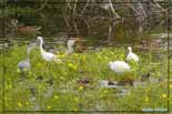 Aigrette garzette